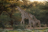 Fototapeta Sawanna - Cute baby giraffe with large parent in africa landscape