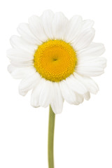 Wall Mural - Great white daisy flower head with stem isolated on a white background