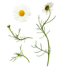 Set Of Daisy Flowers And Buds