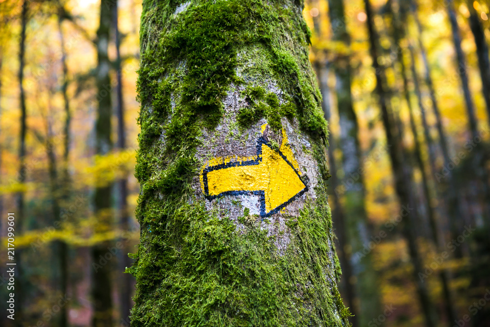 Hand Painted Hiking Trail Arrow Sign in Green and Yellow Forest Foliage ...