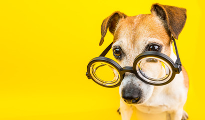smart dog in glasses on yellow backgeound. horizontal banner. back to school theme. funny lovely pet