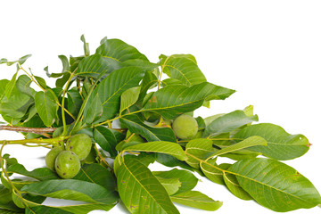 Wall Mural - Walnuts fruits green tree branch isolated on a white background