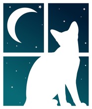 Window With Night Sky And Cat.