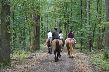 Wall Mural - chevaux équitation hippotherapie balade foret