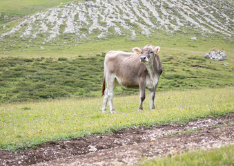 Brown cow standing on pasture looking interested on grass