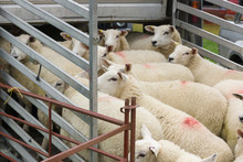 Flock Of Sheep Being Loaded On To A Animal Transporter To Be Taken To Market