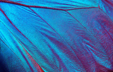 Aufkleber - Butterfly wings texture background. Detail of morpho butterfly wings. 
