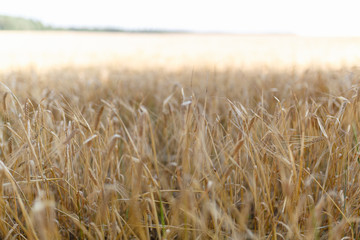 The Golden wheat field is ready for harvest. Background ripening ears of yellow wheat field against the blue sky. Copy space on a rural meadow close-up nature photo idea of a rich wheat crop.