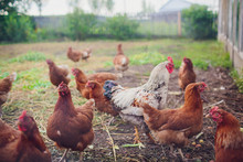 Rooster And Chickens On Traditional Free Range Poultry Farm