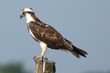 Perched Osprey Profile