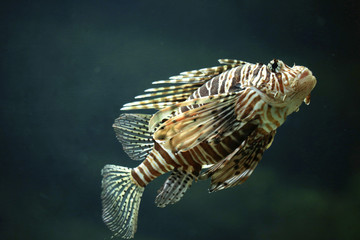 Wall Mural - Pazifische Rotfeuerfisch (Pterois volitans) 