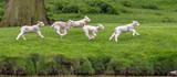 Fototapeta Tęcza - 5 gambling lambs