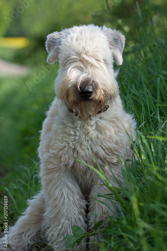 Dog Soft Coated Wheaten Terrier Dogs Buy This Stock Photo And