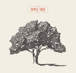 High detail vintage apple tree vector drawn