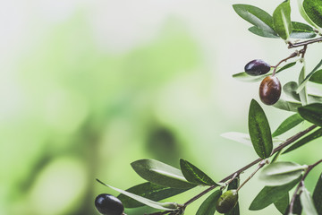 green olive tree branch