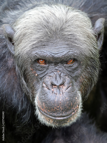 Plakat Szympans z bliska portret