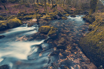 Poster - Fast flowing stream in ancient forest, toned and colored effect