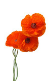 Fototapeta Maki - Flowers poppies isolated on a white background. Flat lay, top view