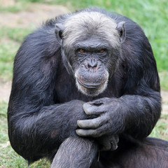 Wall Mural - Chimpanzee close-up portrait