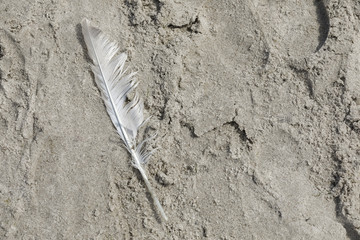 One bird feather on sand