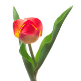 Fototapeta Perspektywa 3d - One yellow-red tulip flower isolated on white background. Still life, wedding. Flat lay, top view