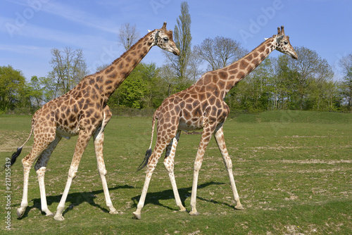 Plakat Dwa żyrafy chodzi na trawie w pojedynczej kartotece (Giraffa camelopardalis)