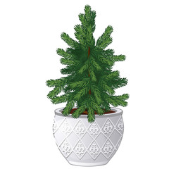office fir tree growing in ceramic pot in vintage style isolated on white background. miniature pott