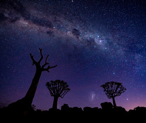 Wall Mural - The Milky Way shines over quivertrees