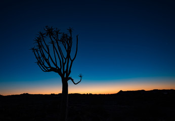 Wall Mural - Quivertrees are unique to Namibiaq