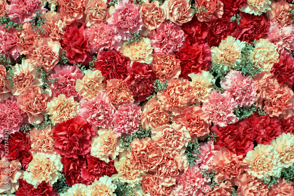 Colorful carnation flowers background. Top view - obrazy, fototapety, plakaty 