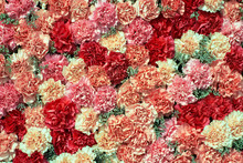 Colorful Carnation Flowers Background. Top View