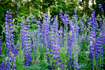 Poster - Blooming Lupin in the forest