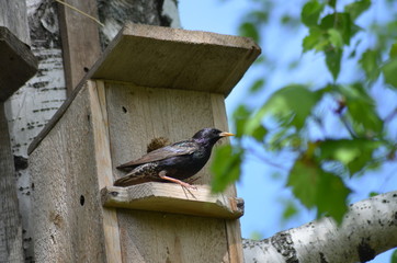 Bird, starling, bird's home, spring, Beautiful picture, morning