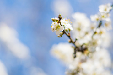 Flower blossom in spring in bhutan