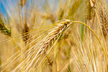 Wheat spikelets. The harvest season