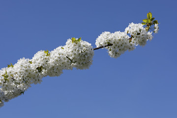 Wall Mural - White flowers in blue sky