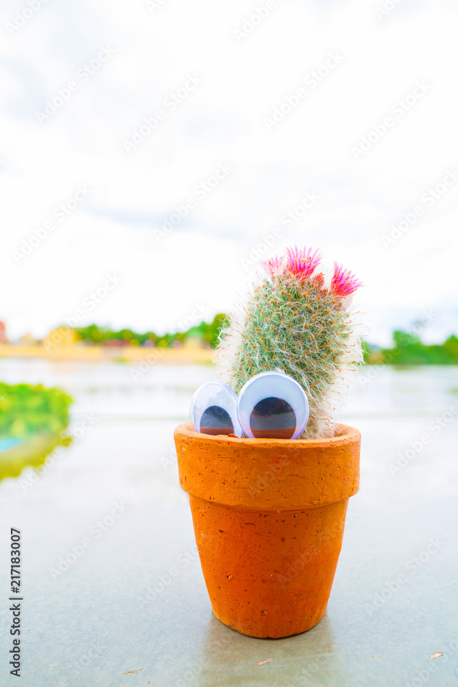 Small cactus with funny googly eyes on the table with soft blurred nature  outdoor background Stock Photo | Adobe Stock