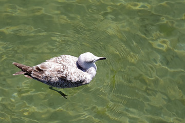 Wall Mural - The lonely seagull floats in shallow sea waters