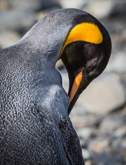 Wall Mural - preening king penguin in south georgia.cr2