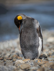 Wall Mural - preening king penguin in spring sheading winter coat.tif