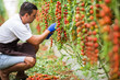 © F8  \ Suport Ukraine - Caucasian farmer picking fresh cherry tomatoes in wooden boxes from his hothouse garden