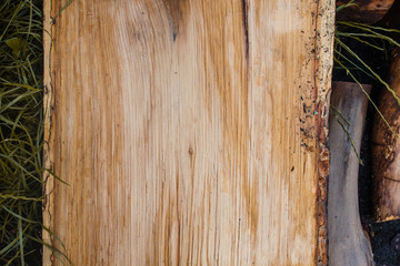 Poster - Wood texture background, wooden bark close up. Grunge textured image