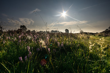 Landschafts