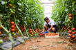© F8  \ Suport Ukraine - Male farmer picking fresh tomatoes in box from his hothouse garden