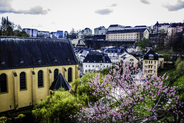 Wall Mural - Cherry Blossom Tree in Bloom for Spring next to the St. Michel Catholic Church in the Village of Grund in Luxembourg City, Luxembourg