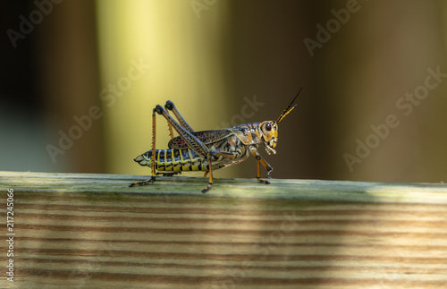 Cuadros en Lienzo adult locust has landed on your deck