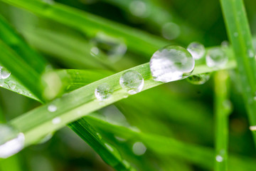 Fresh green grass with dew drops closeup. Nature Background