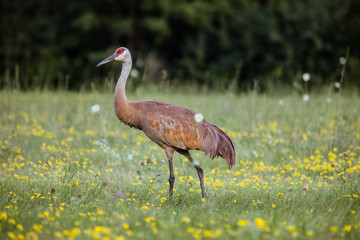 Wall Mural - Sandhill Crane in Field