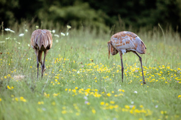 Wall Mural - Sandhill Crane in Field with Baby Colt