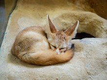 Straight View Of A Fennec Fox Vulpes Zerda Curled Up In A Zoo Exhibit 